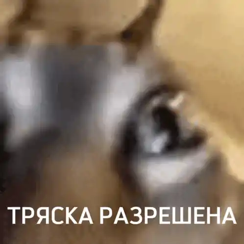 Кот: Тряска разрешена