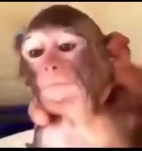 Cute Monkey Being Held