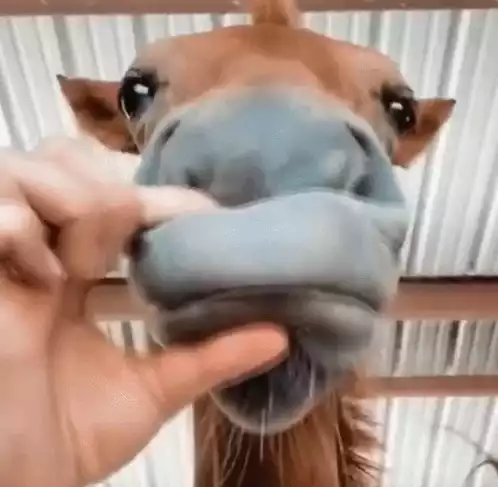 лошадь Horse