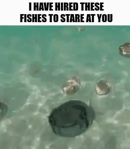 I Have Hired These Fishes To Stare At You