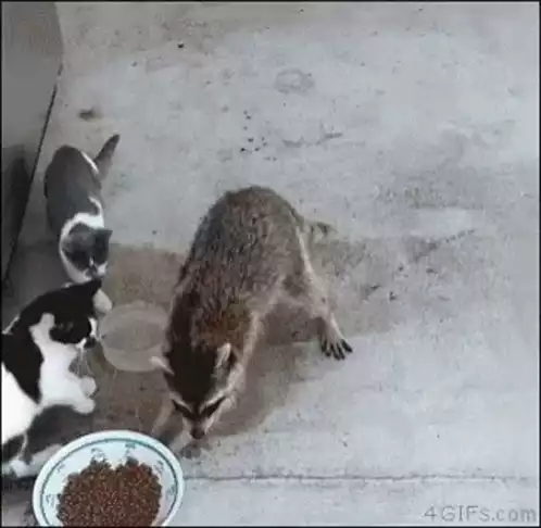 Raccoon Steals Food from Cats