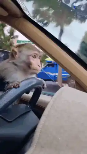 Cute Monkey Driving a Car