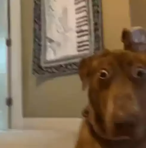 Confused dog with wide eyes