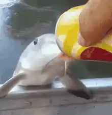 Feeding Thirsty Enbabyfazball Fish