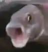 Fish with Mouth Open