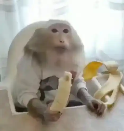 Monkey игорь буток Eating Banana
